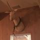 Unicorn taxidermy